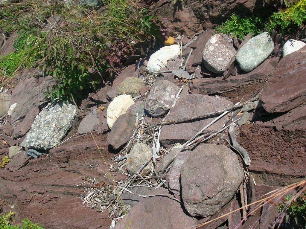 DSCN0529