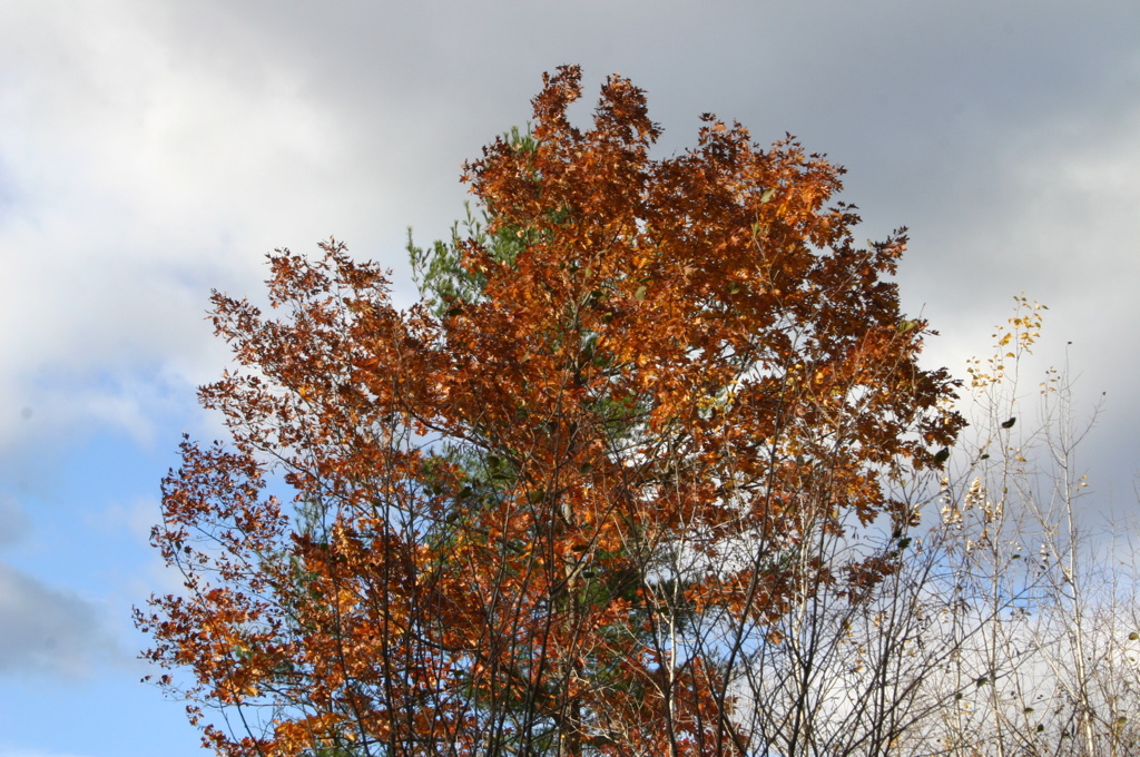 IMG_1590.JPG