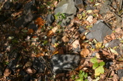 IMG_1577.JPG