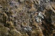 IMG_1585.JPG