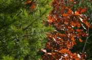 IMG_1586.JPG