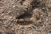 IMG_1592.JPG
