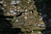 IMG_1685.JPG