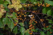 IMG_1314.JPG