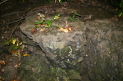 IMG_1333.JPG