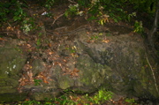 IMG_1335.JPG