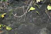 IMG_1339.JPG