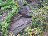 P1010032.JPG