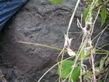 P1010033.JPG