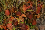 IMG_1202.JPG