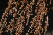 IMG_6786.JPG