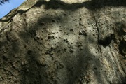 IMG_7381.JPG