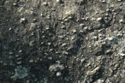 IMG_7385.JPG