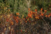 IMG_7391.JPG