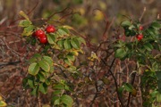 IMG_7395.JPG