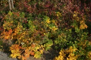 IMG_7409.JPG