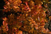 IMG_7410.JPG