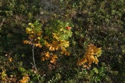 IMG_7413.JPG