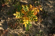 IMG_7414.JPG