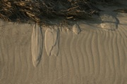 IMG_7423.JPG