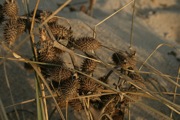 IMG_7430.JPG