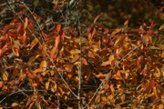IMG_7379.JPG