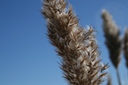 IMG_7445.JPG