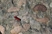 IMG_7441.JPG