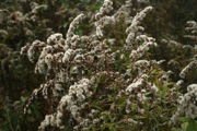 IMG_7361.JPG