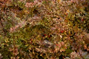 IMG_7362.JPG