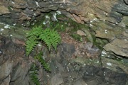 MtTomSill5