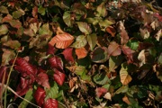 IMG_6970.JPG