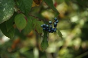 _MG_2836.JPG