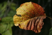 _MG_2837.JPG