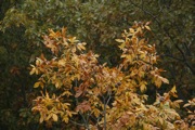 _MG_3814.JPG