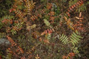 _MG_3816.JPG