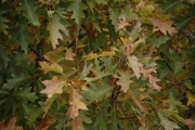 _MG_3817.JPG