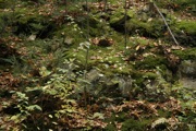 _MG_3824.JPG