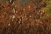 _MG_3873.JPG