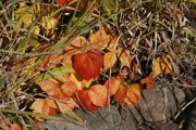 _MG_3250.JPG