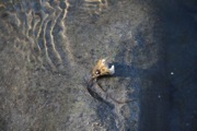 Paradise_Pond - 19