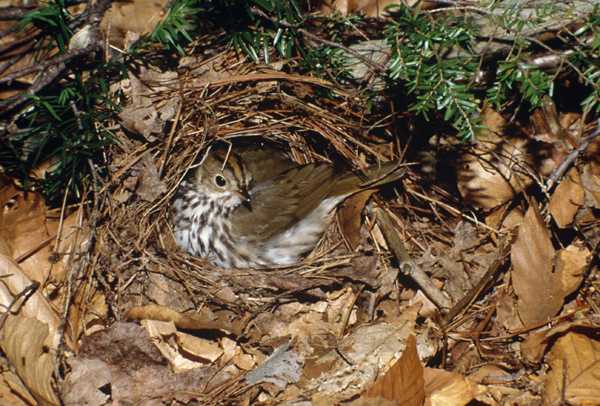 Ovenbird