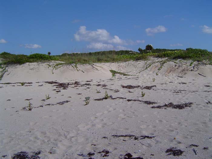 as_sansal04-085