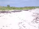 as_sansal04-062