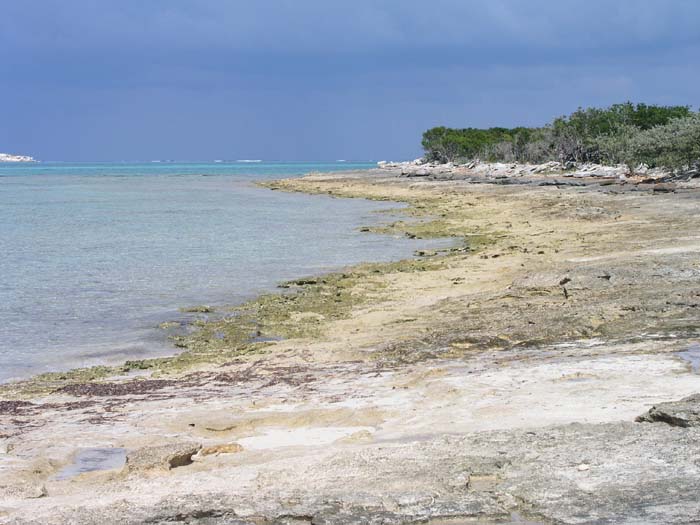 sansal04-339