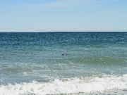 Cape_Cod - 046