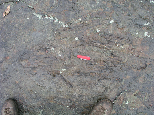 dino_prints_012