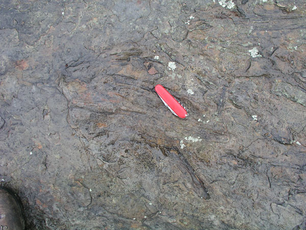 dino_prints_013