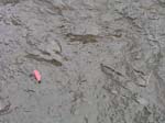 dino_prints_028