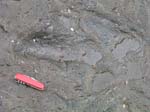 dino_prints_033